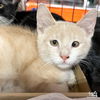 adoptable Cat in  named Jarvis