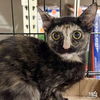 adoptable Cat in Washington, DC named Violet