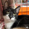 adoptable Cat in Washington, DC named Little Armando