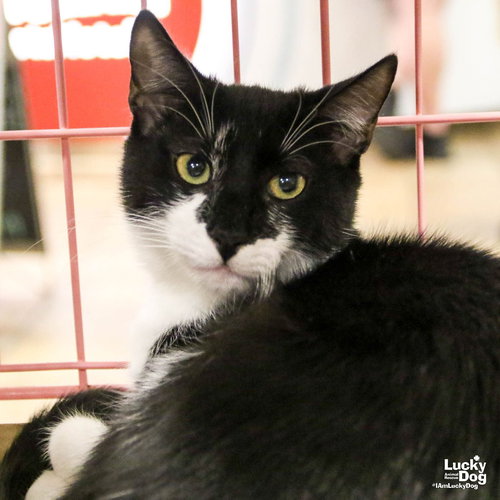 LITTLE ARMANDO - Domestic Short Hair available for adoption