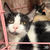 adoptable Cat in Washington, DC named Little Betty