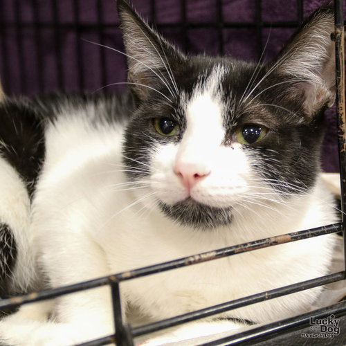 LITTLE BETTY - Domestic Short Hair available for adoption