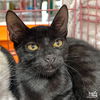adoptable Cat in Washington, DC named Little Marce