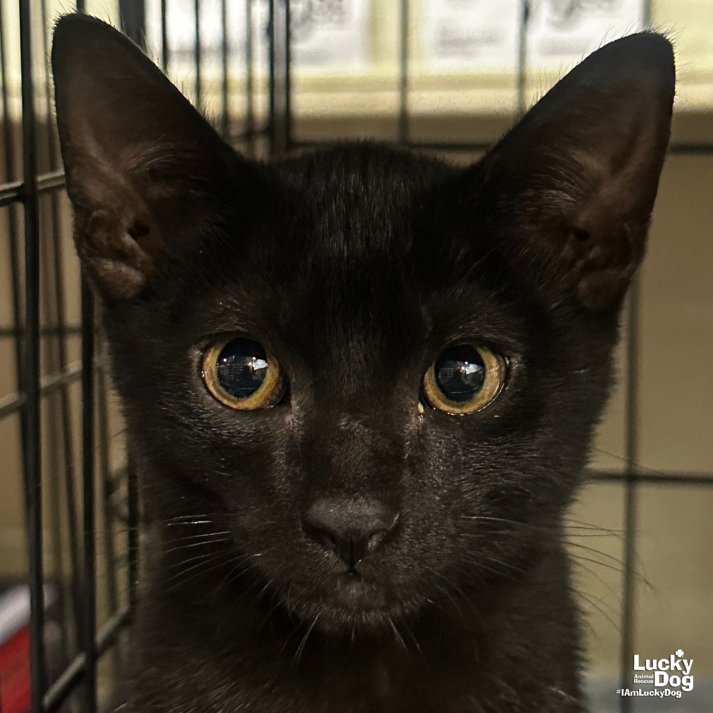 adoptable Cat in Washington, DC named Sweet Twixie
