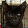 adoptable Cat in Washington, DC named Sweet Twixie