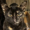 adoptable Cat in Washington, DC named Sweet Dizzy