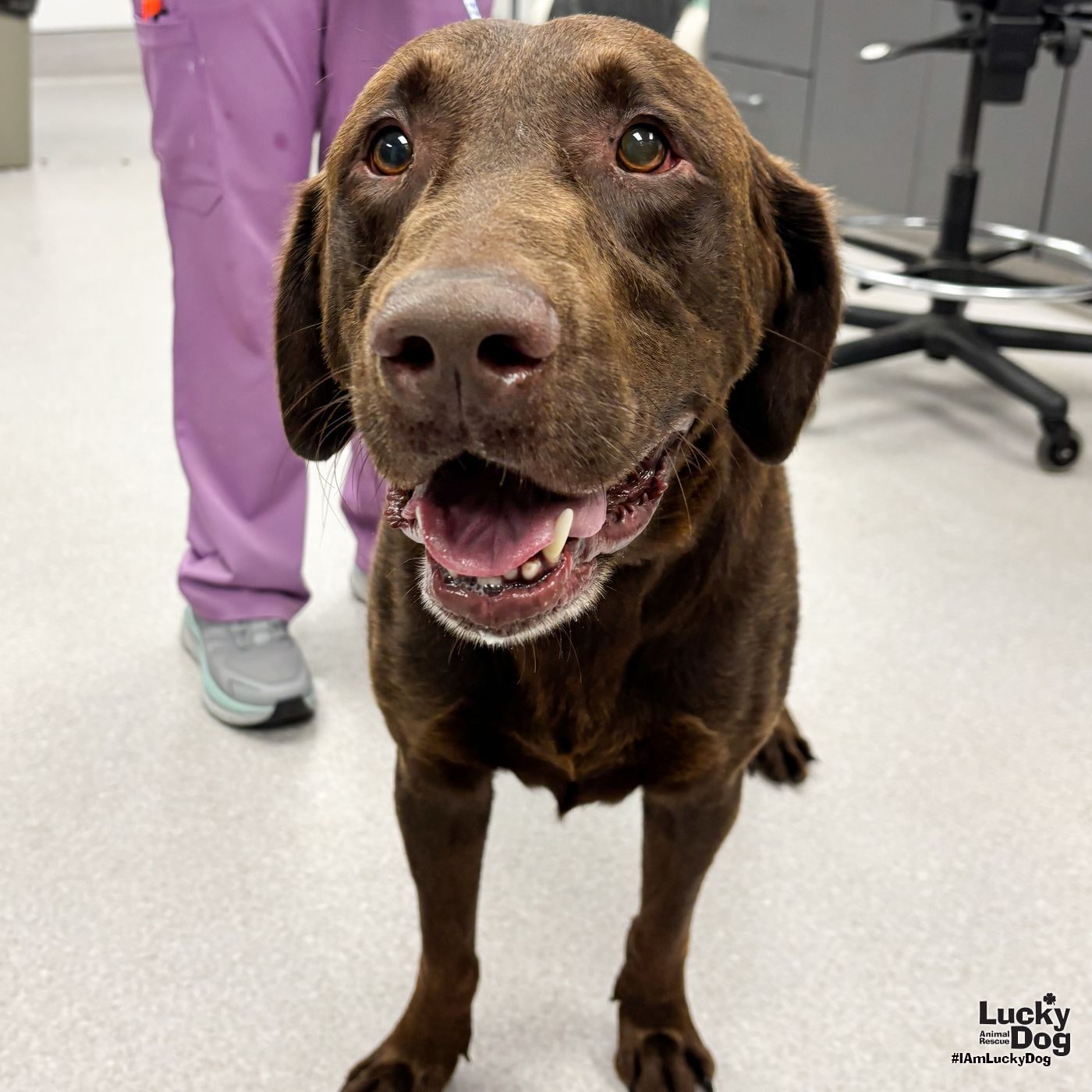 adoptable Dog in Washington, DC named Lucas