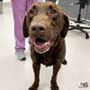 adoptable Dog in  named Lucas
