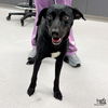 adoptable Dog in Washington, DC named Lady