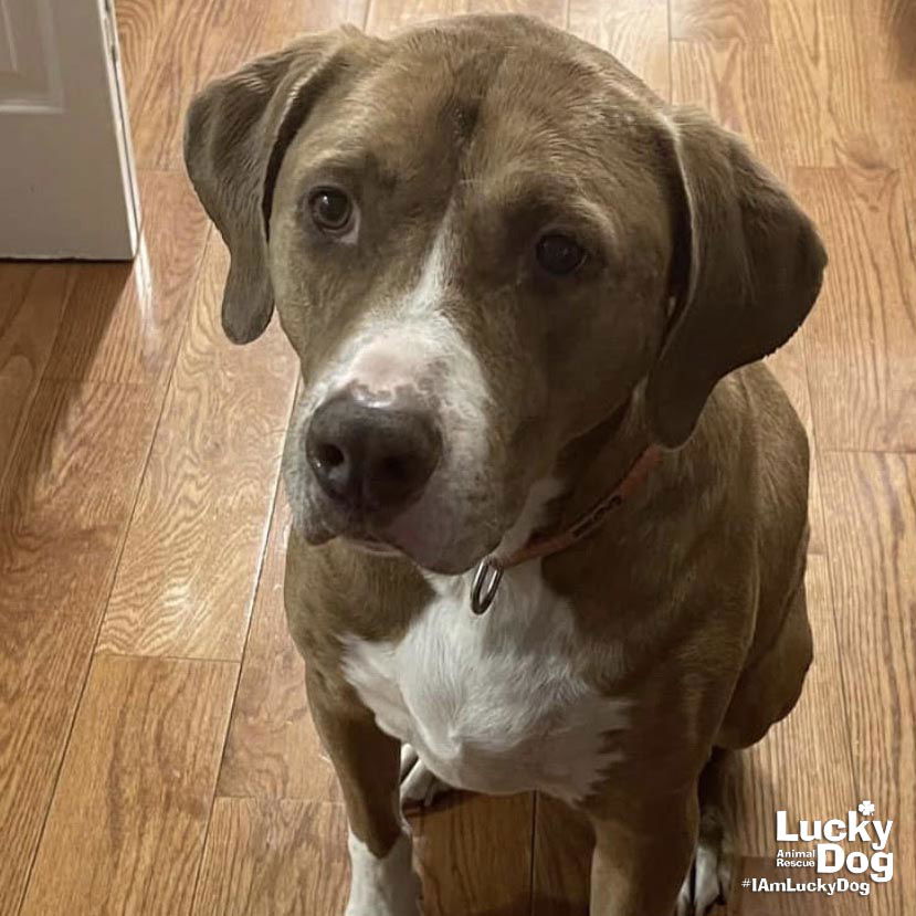 adoptable Dog in Washington, DC named Cooper