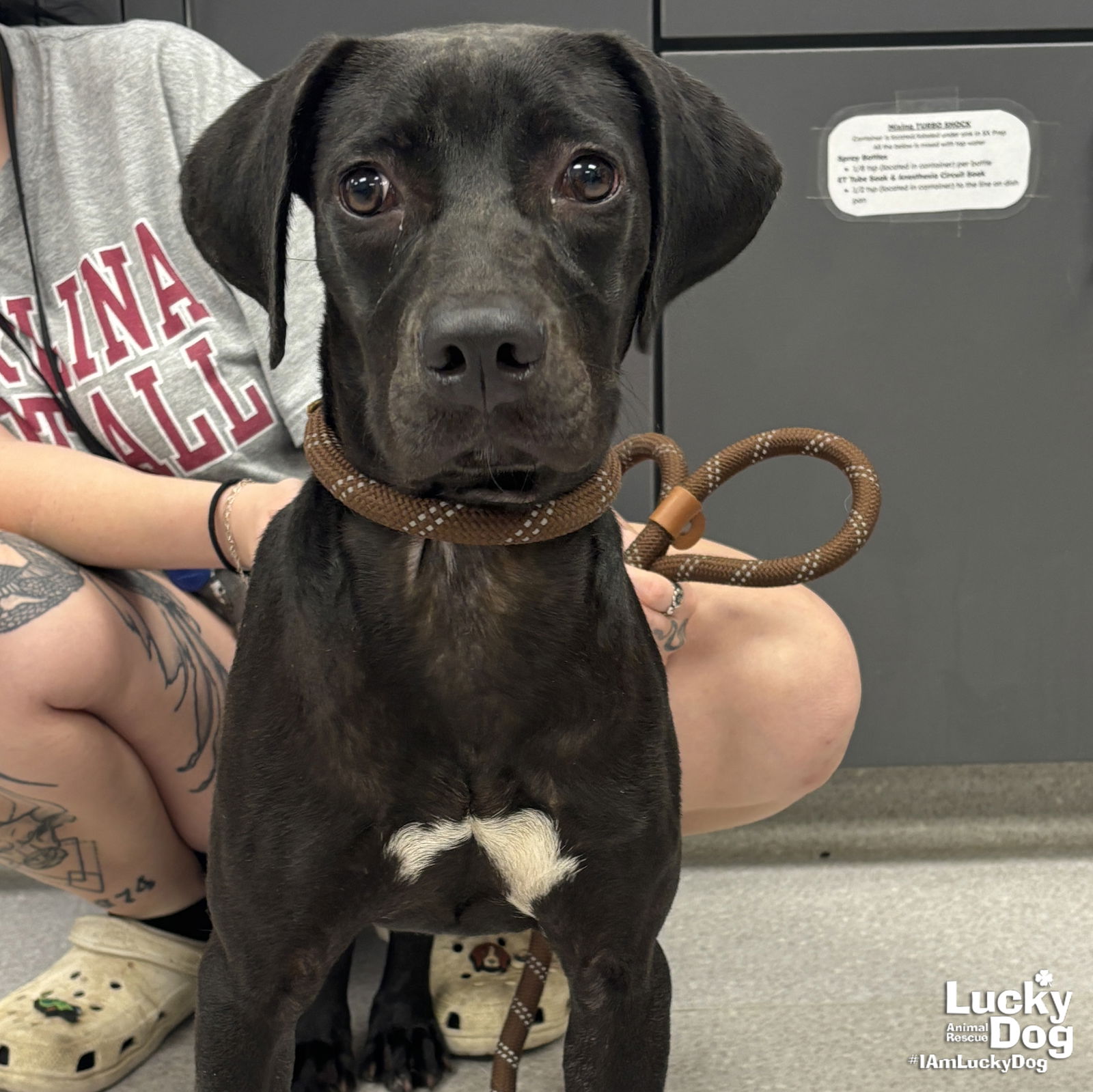 adoptable Dog in Washington, DC named Mystic