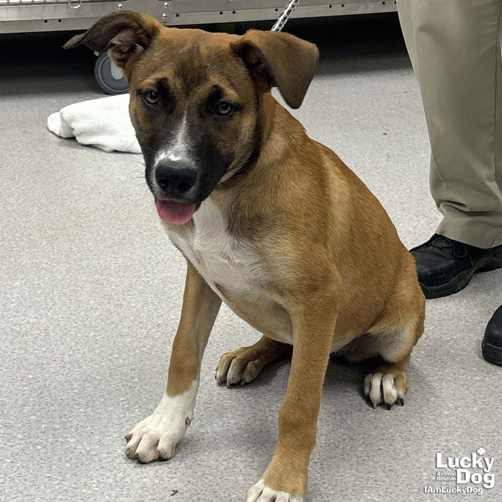 adoptable Dog in Washington, DC named Judy