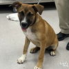 adoptable Dog in  named Judy