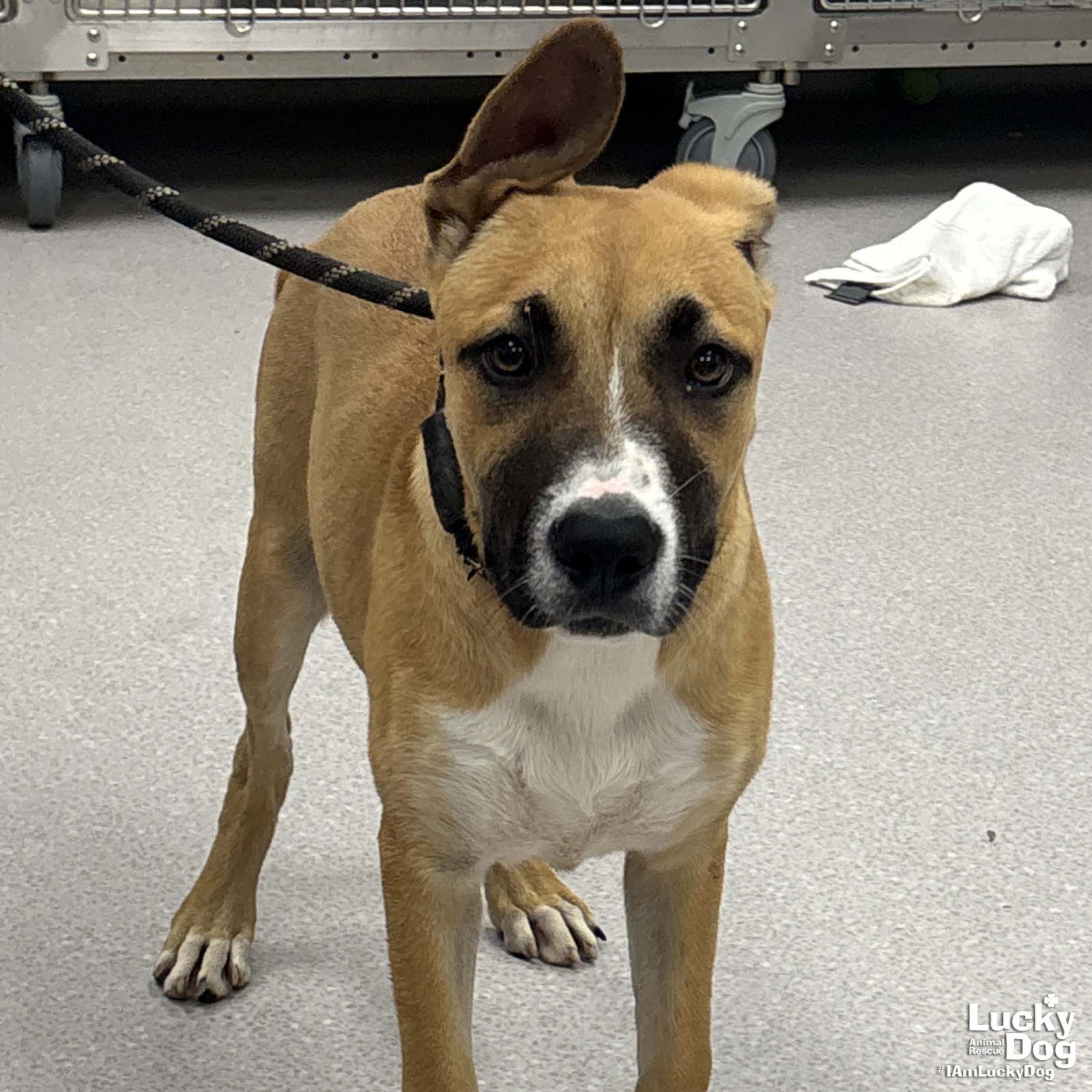 adoptable Dog in Washington, DC named Judge