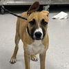 adoptable Dog in  named Judge