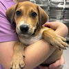 adoptable Dog in Washington, DC named Fernando