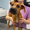 adoptable Dog in  named Nellie