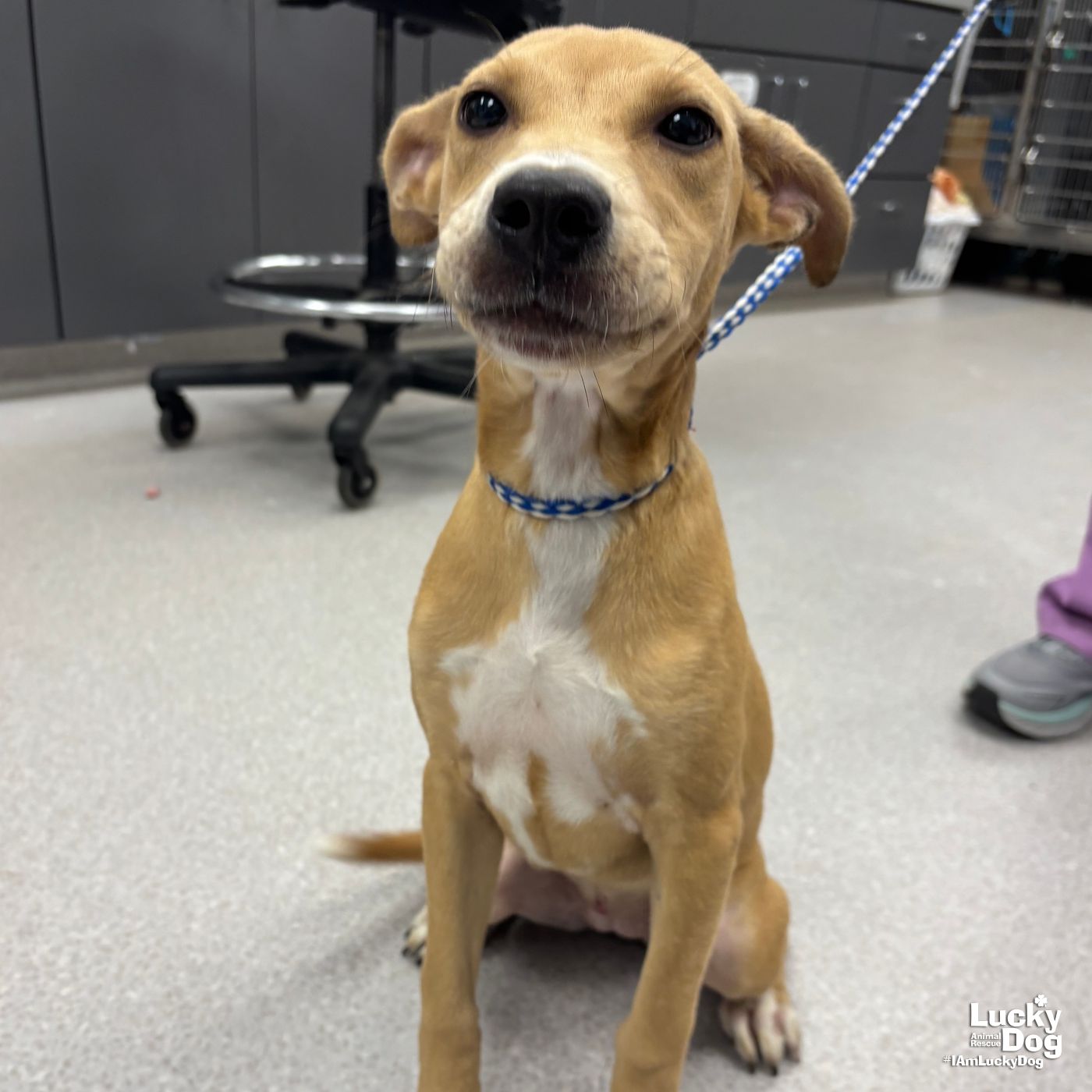 adoptable Dog in Washington, DC named Antoinette