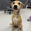 adoptable Dog in  named Antoinette