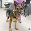 adoptable Dog in Washington, DC named Rainey