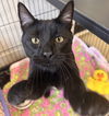 adoptable Cat in Washington, DC named Jingle