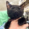 adoptable Cat in Washington, DC named Linc