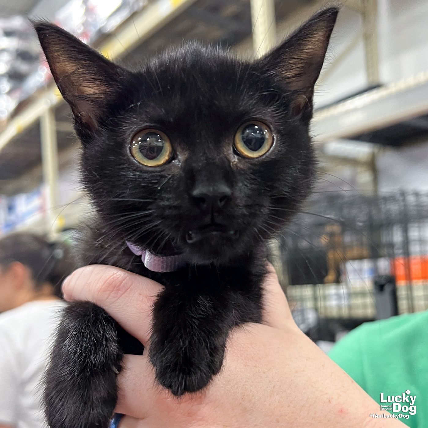 adoptable Cat in Washington, DC named Licorice
