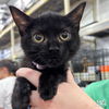 adoptable Cat in Washington, DC named Licorice