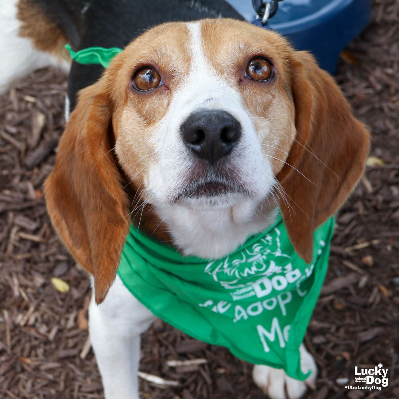 adoptable Dog in Washington, DC named Cowboy