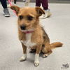 adoptable Dog in  named Foxy