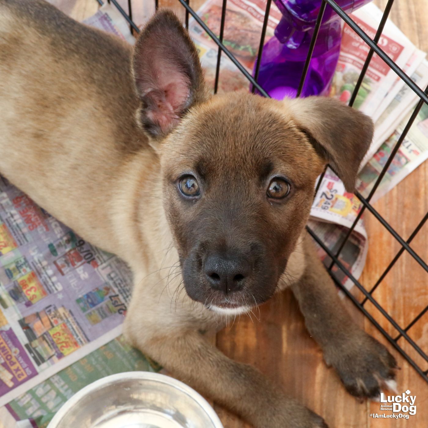 adoptable Dog in Washington, DC named Barley