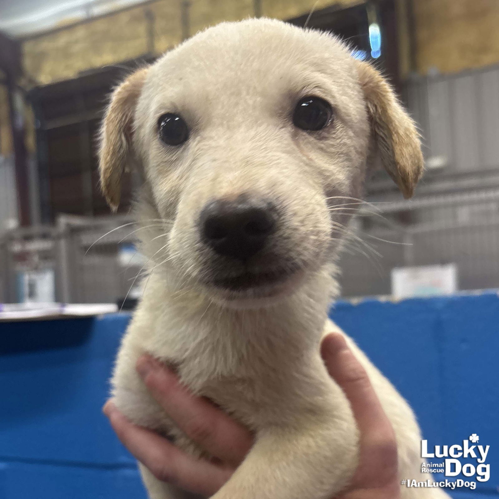 adoptable Dog in Washington, DC named Mini Midas