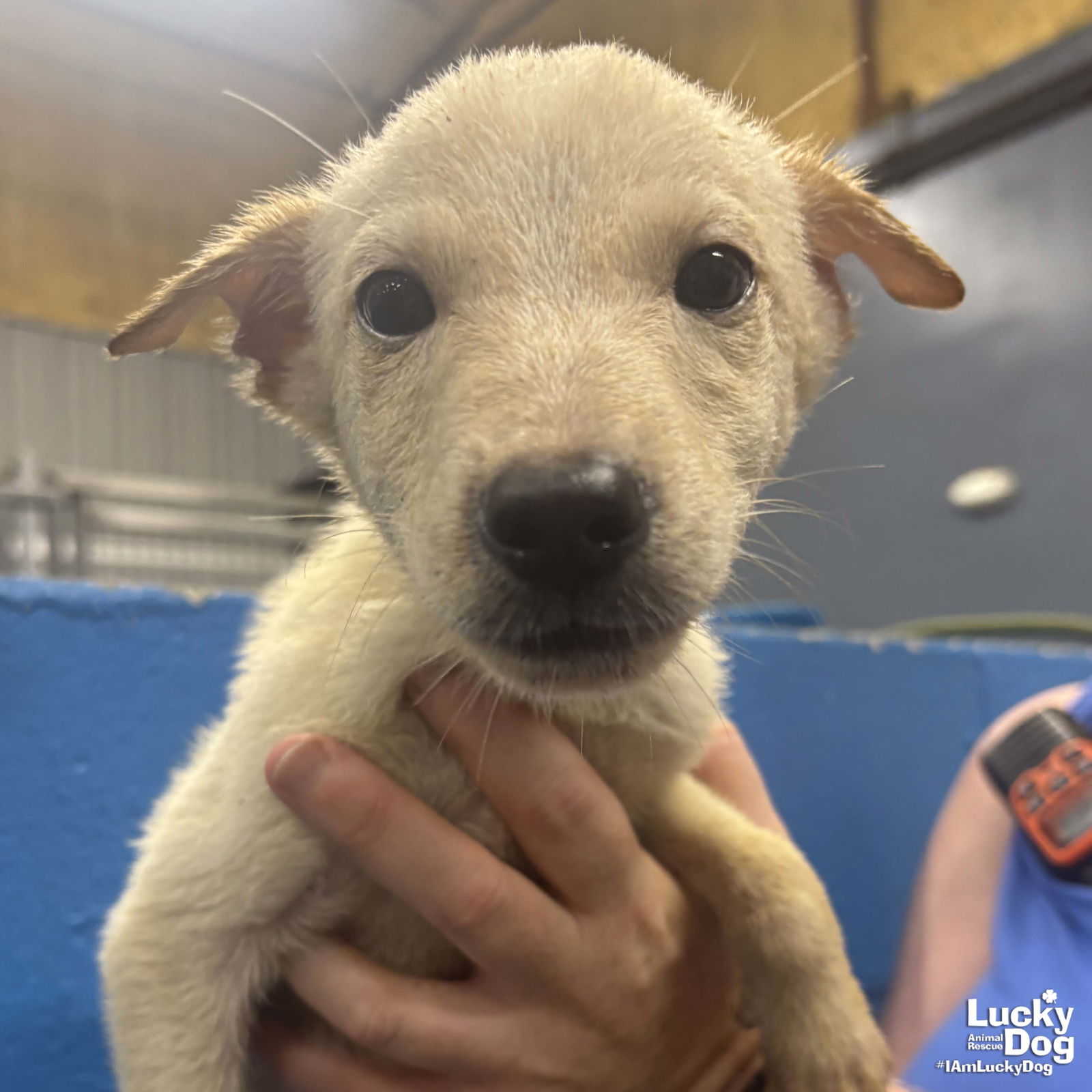 adoptable Dog in Washington, DC named Mini Mason