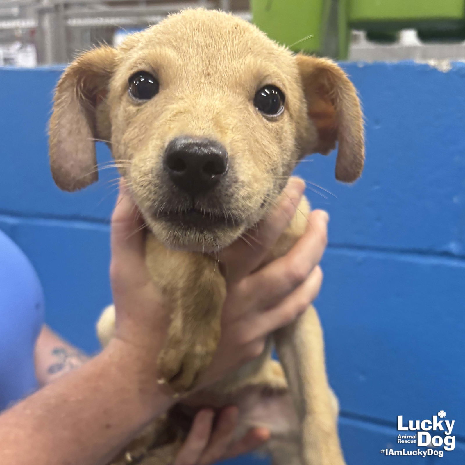 adoptable Dog in Washington, DC named Mini Macy
