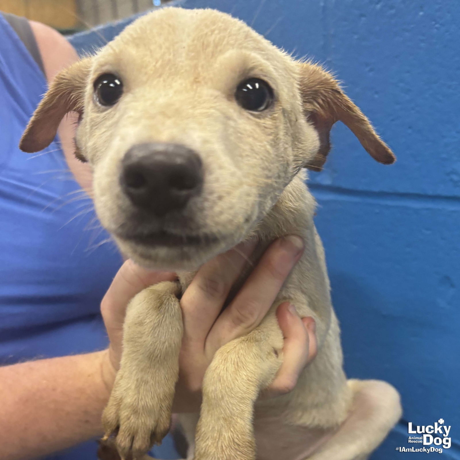 adoptable Dog in Washington, DC named Mini Mabel