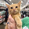 adoptable Cat in  named Mr. Joey
