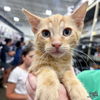 adoptable Cat in  named Mr. Chandler