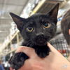 adoptable Cat in Washington, DC named Mr. Ross