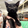 adoptable Cat in , DC named Ms. Phoebe