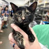 adoptable Cat in  named Ms. Rachel