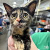 adoptable Cat in  named Ms. Monica