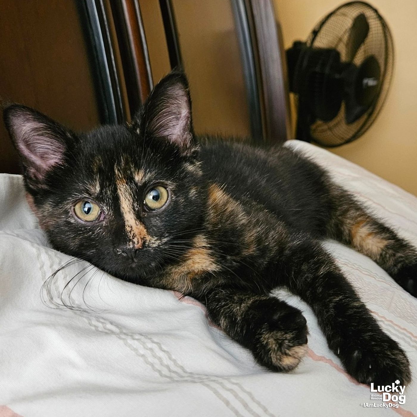 adoptable Cat in Washington, DC named Thigh Highs
