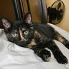 adoptable Cat in  named Thigh Highs
