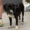 adoptable Dog in , DC named Penguin