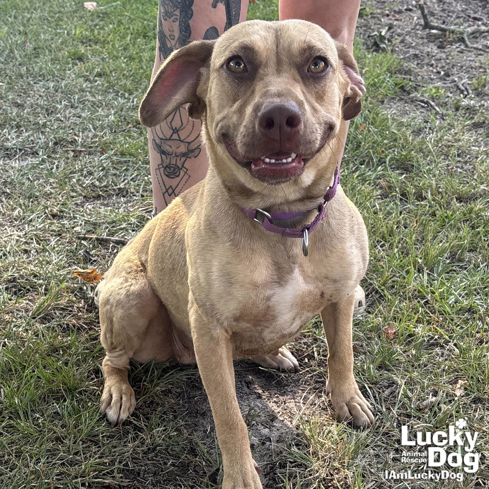 adoptable Dog in Washington, DC named Fancy