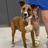 adoptable Dog in  named Moo