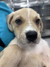 adoptable Dog in  named Mack