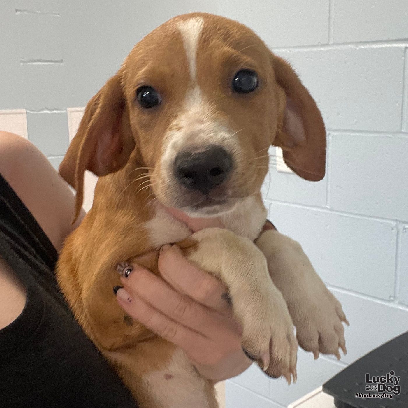 adoptable Dog in Washington, DC named Gavin