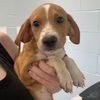adoptable Dog in  named Gavin