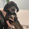 adoptable Dog in  named Gage